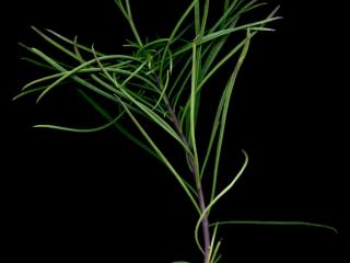 Img.VTax3182.ExN.Img9