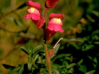 Img.VTax2602.ExN.Img1