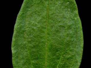 Img.VTax2602.ExN.Img6