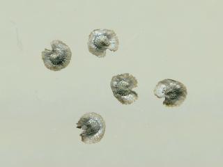 Img.VTax2626.ExN.Img4