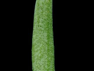 Img.VTax2627.ExN.Img9