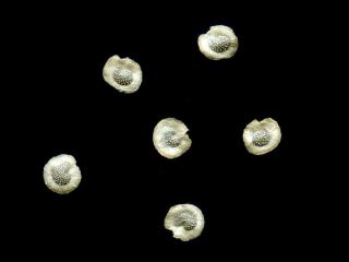 Img.VTax2628.ExN.Img7
