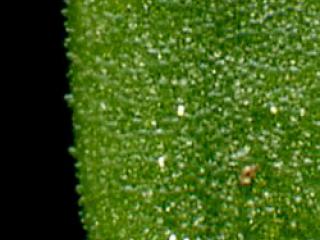 Img.VTax2630.ExN.Img1