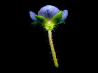 Img.VTax2675.ExN.Img7
