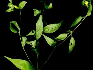 Img.VTax2688.ExN.Img6