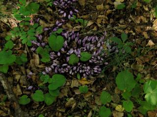 Img.VTax2732.ExN.Img3
