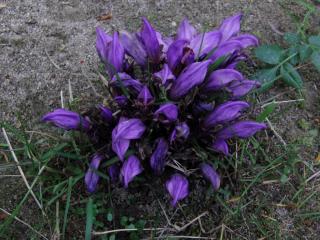 Img.VTax2732.ExN.Img4