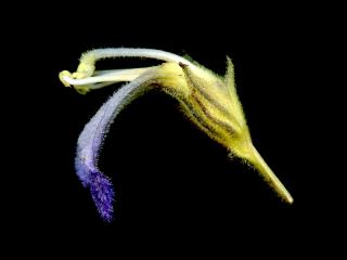 Img.VTax2737.ExN.Img3