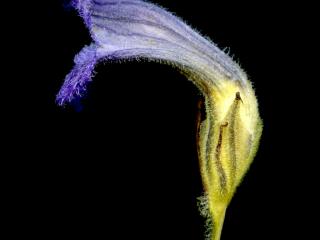 Img.VTax2737.ExN.Img4