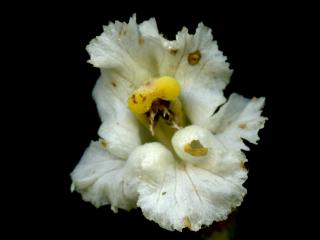 Img.VTax2745.ExN.Img4