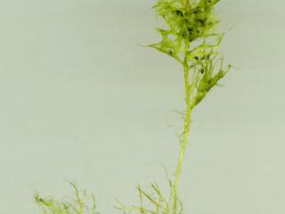 Img.VTax2767.ExN.Img12