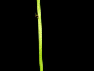 Img.VTax2777.ExN.Img17
