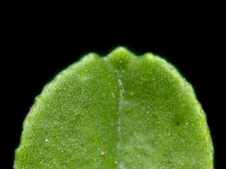 Img.VTax2777.ExN.Img8