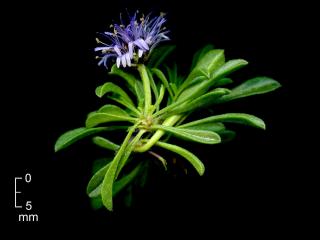 Img.VTax2778.ExN.Img7