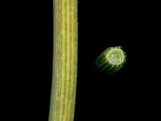 Img.VTax2780.ExN.Img10
