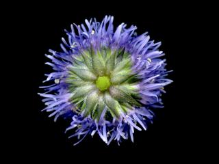 Img.VTax2780.ExN.Img7