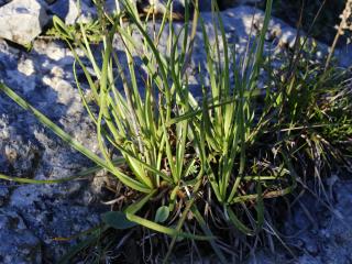 Img.VTax2794.ExN.Img3
