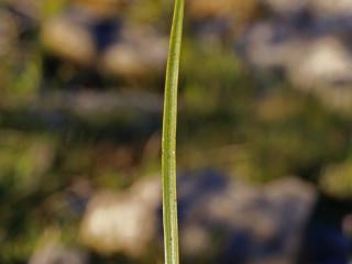 Img.VTax2794.ExN.Img4