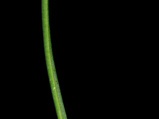 Img.VTax2794.ExN.Img8