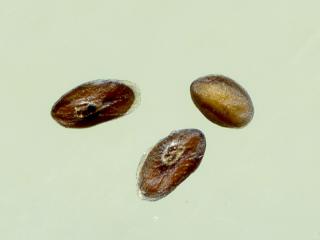 Img.VTax2807.ExN.Img8