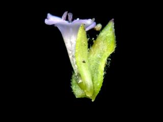 Img.VTax2808.ExN.Img13