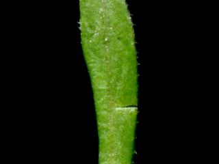 Img.VTax2842.ExN.Img10