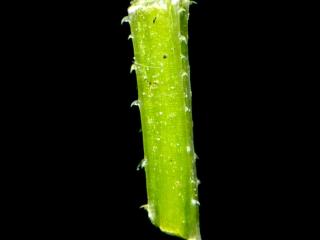Img.VTax2846.ExN.Img8