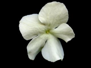 Img.VTax2864.ExN.Img11