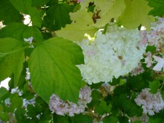 Img.VTax2864.ExN.Img14