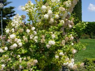 Img.VTax2864.ExN.Img15