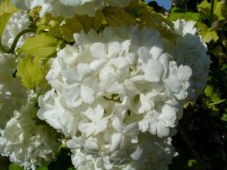 Img.VTax2864.ExN.Img16