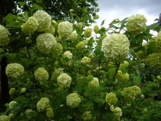 Img.VTax2864.ExN.Img2