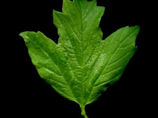 Img.VTax2864.ExN.Img3