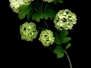 Img.VTax2864.ExN.Img9