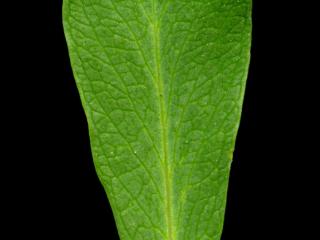 Img.VTax2874.ExN.Img9