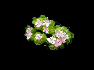 Img.VTax2881.ExN.Img6