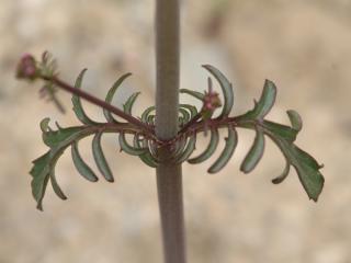 Img.VTax2901.ExN.Img4