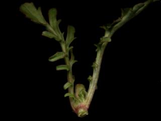 Img.VTax2901.ExN.Img6