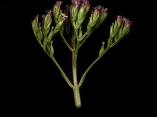Img.VTax2901.ExN.Img8