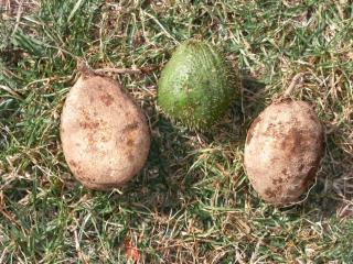 Img.VTax2932.ExN.Img1