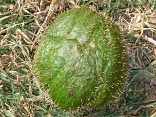 Img.VTax2932.ExN.Img3