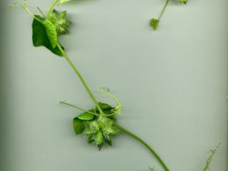 Img.VTax2936.ExN.Img1