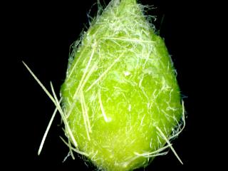 Img.VTax2936.ExN.Img4
