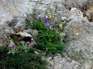 Img.VTax2940.ExN.Img6