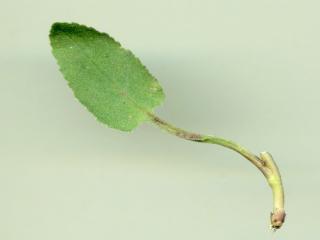 Img.VTax2942.ExN.Img3