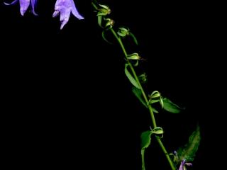 Img.VTax2943.ExN.Img1