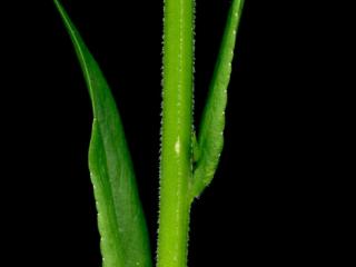 Img.VTax2950.ExN.Img9