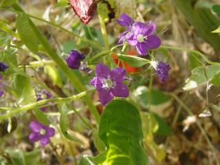 Img.VTax2962.ExN.Img3