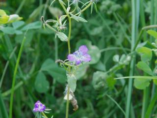 Img.VTax2962.ExN.Img4