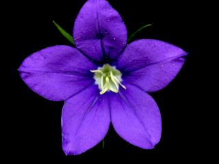 Img.VTax2962.ExN.Img5